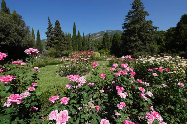 W pierwszym planie krzewów, różowe i białe róże w parku z drzew iglastych w tle góry — Zdjęcie stockowe