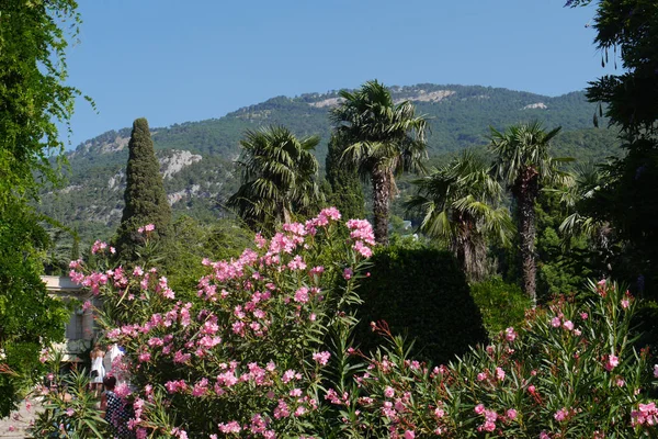 Un magnífico arbusto con flores pequeñas de color rosa sobre el fondo de cipreses y palmeras verdes — Foto de Stock