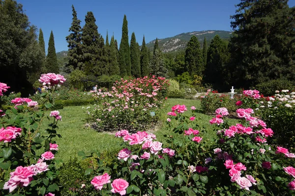 Un gran número de rosas rosadas y blancas en el contexto de cipreses verdes y montañas rocosas — Foto de Stock
