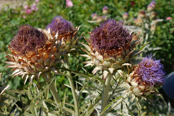 Mehrere Knospen Proteus Artischocke. stachelig und immer noch hässlich, aber bald in schöne Blumen verwandelt — Stockfoto