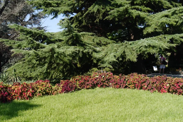Suavemente aparado gramado verde com flores decorativas no fundo de uma árvore conífera maciça alta — Fotografia de Stock