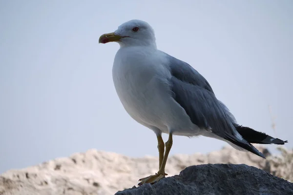 Schöne stolze Möwe steht auf einem Stein vor dem Hintergrund eines Berges und eines blauen Himmels — Stockfoto