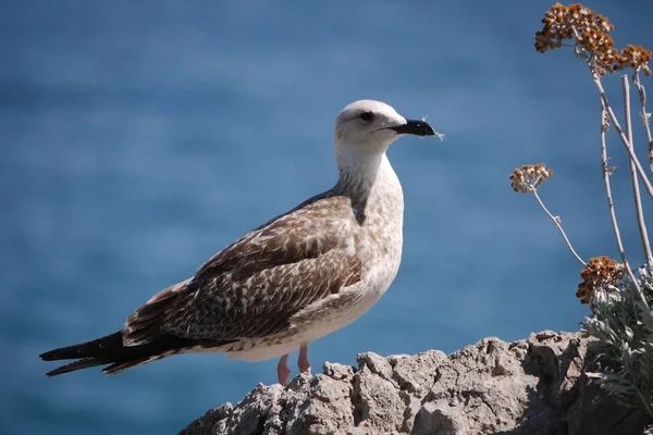 Vackra stolta bird står på en sten nära en buske med blommor mot blå havet — Stockfoto