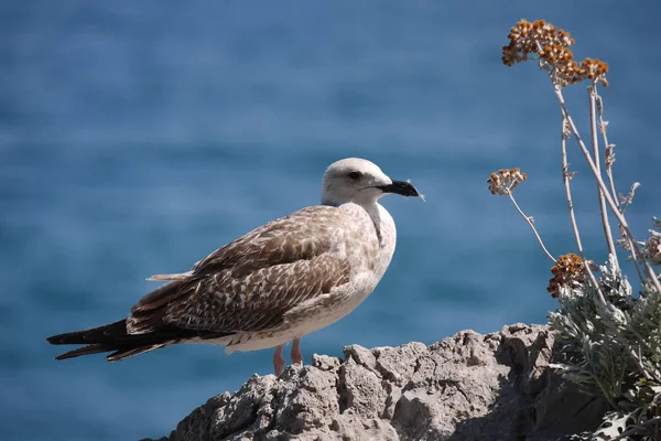 Samotny ptak siedzący na skale w pobliżu suchych roślin — Zdjęcie stockowe