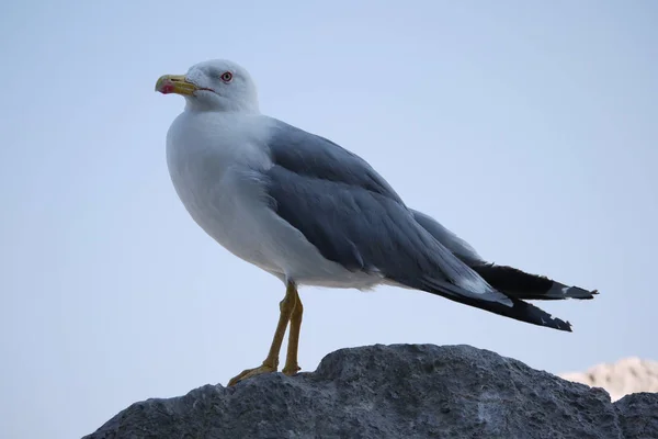 A gull with a proud look and standing alone on a rock. With white color on the abdomen and steel color wings. — Stock Photo, Image