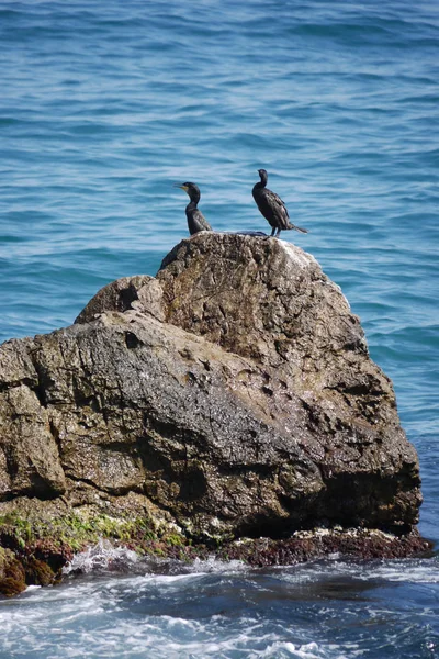 Plusieurs oiseaux aquatiques avec des plumes noires se tiennent sur un grand rocher au milieu de la mer bleue — Photo