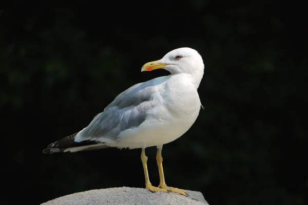 En vit mås i en låda med en gul näbb på ett stort steniga i solljus — Stockfoto