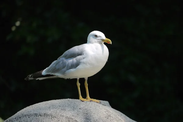The gull sitting on a stone looks around with a challenge — Stock Photo, Image