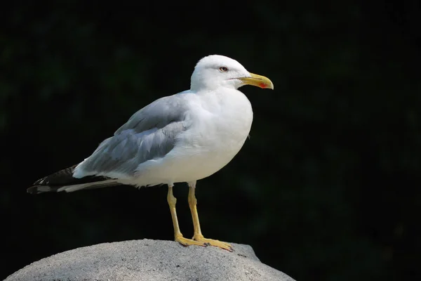 Stora grå seagull med en röd fläck på näbben gul och med svart svans — Stockfoto