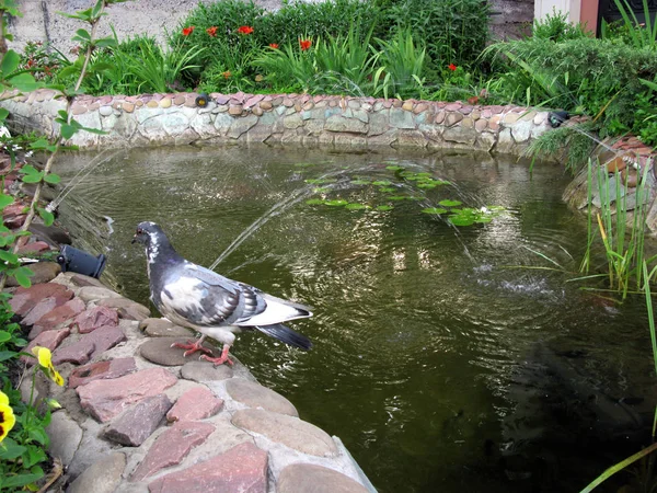 Pombo se senta em uma parede de pedra de uma fonte com belos canteiros de flores decorativos no fundo — Fotografia de Stock