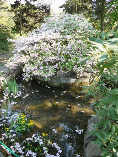 池塘中央有白色花朵的大灌木丛 — 图库照片