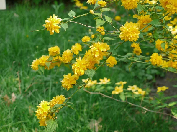 Branches with beautiful yellow flowers and green leaves against a background of green grass — Stock Photo, Image