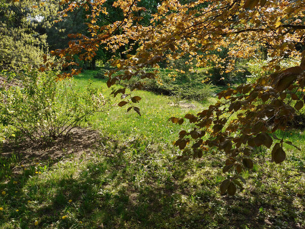 Газон между толстыми деревьями, на которых растет много цветов желтого одуванчика
