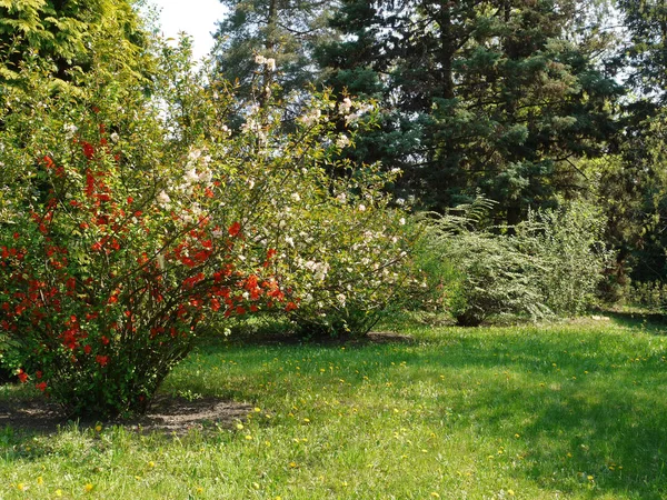 Plantación de arbustos con flores blancas y rojas en el césped de un parque con árboles — Foto de Stock