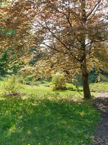 Glade lleno de jóvenes flores de diente de león sobre el fondo de un árbol caducifolio alto — Foto de Stock