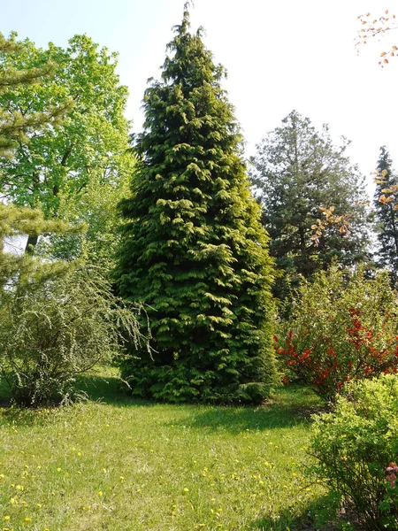 Un enorme árbol de coníferas en un área de parque junto a arbustos decorativos y un césped verde — Foto de Stock