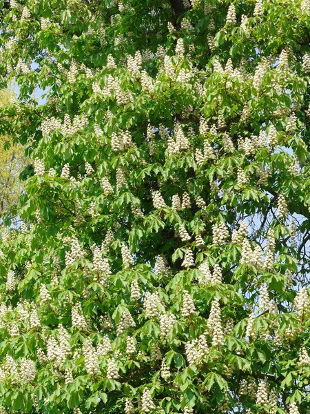 Grote kastanjeboom met veel bloeiende takken — Stockfoto