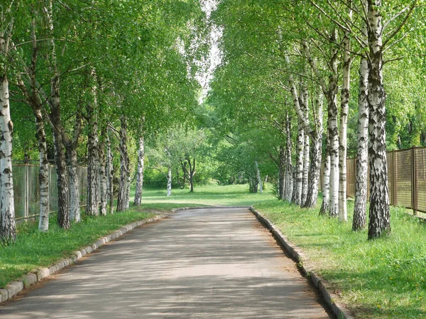 The Alley is an ideal place for walks. There are many young birches around — Stock Photo, Image