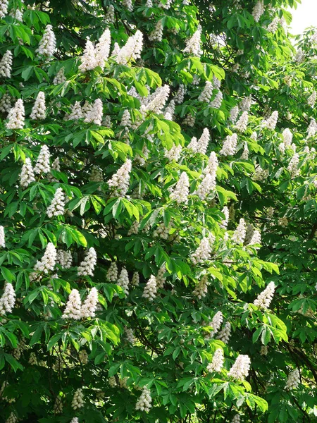 Pitoresk yemyeşil kestane ağaçları çiçek açan ile taze yeşil yeşillik beyaz mumlar ile. — Stok fotoğraf