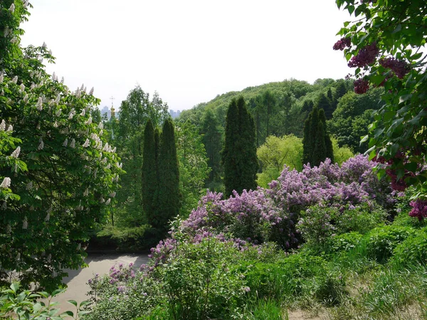 Una hermosa vista de la vegetación de la naturaleza con exuberantes árboles gruesos que crecen una pared densa y un arbusto lila con flores delicadas en primer plano . — Foto de Stock