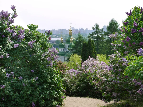 Arbustos lilás perto da estrada contra o pano de fundo das cúpulas verdes da igreja — Fotografia de Stock