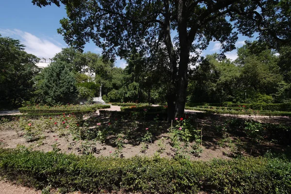 Blomma säng med röda och rosa rosor på sidorna av ett långt gammalt massiv träd — Stockfoto