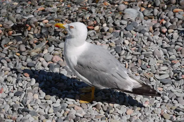 Eine schöne Möwe mit weißgrauem Gefieder, die auf einem Kieselstein steht, dicht am Ufer unter den Strahlen einer heißen Sonne. — Stockfoto