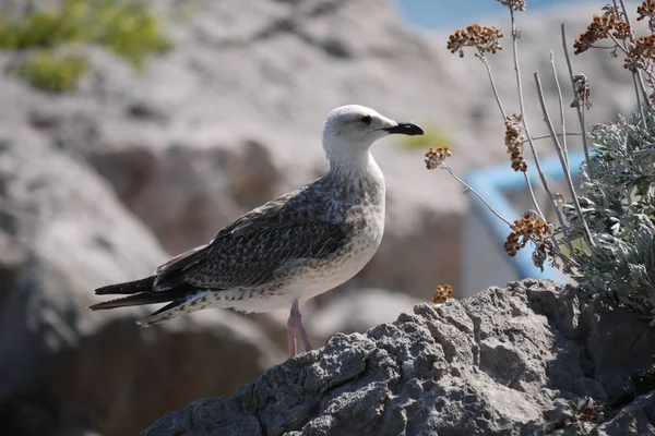 Grå vit fågel sittande på stenar med svart näbb — Stockfoto