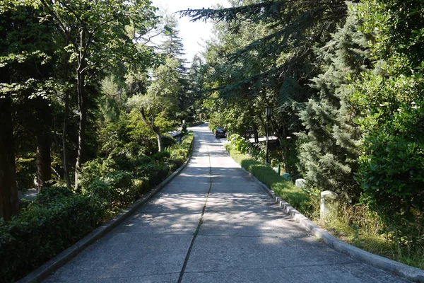 Carretera de hormigón para coches y peatones en un parque con árboles y arbustos de coníferas plantados — Foto de Stock