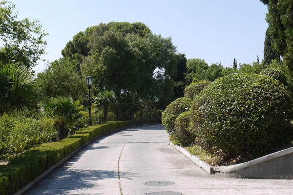 Steegje in het stadspark met goed getrimd struiken van ronde en rechthoekige vorm — Stockfoto