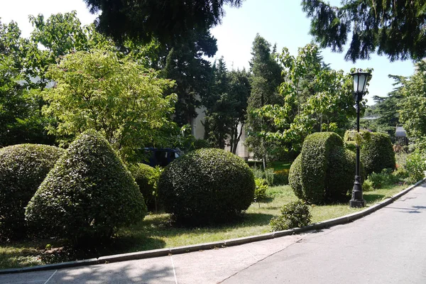 Arbustos de diseño en el parque recortados en forma de varias formas geométricas que crecen a lo largo del camino — Foto de Stock