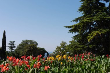 Sarı, kırmızı ve pembe çiçekler flowerbed. Tüm sıcak renkler bir flowerbed toplandı. Alev dilleri gibi
