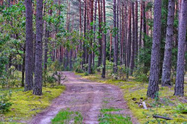 Uzun boylu, güzel ağaçlarıyla çevrili bir orman glade ortasında geniş bir yol