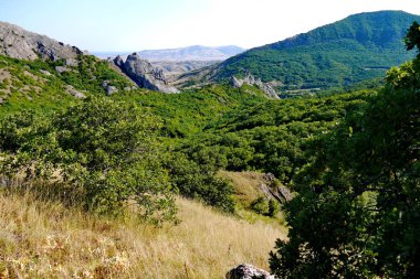 yüksek sonsuz dağlar arka plan üzerinde çimenli yamaçları dik ağaçlarıyla kaplı