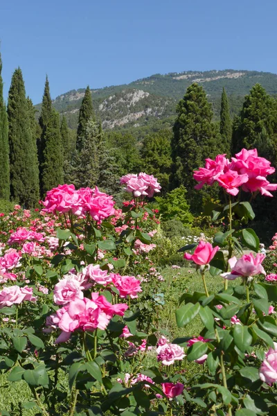 Клумба з великими рожевими трояндами на фоні зелених скелястих гір — стокове фото
