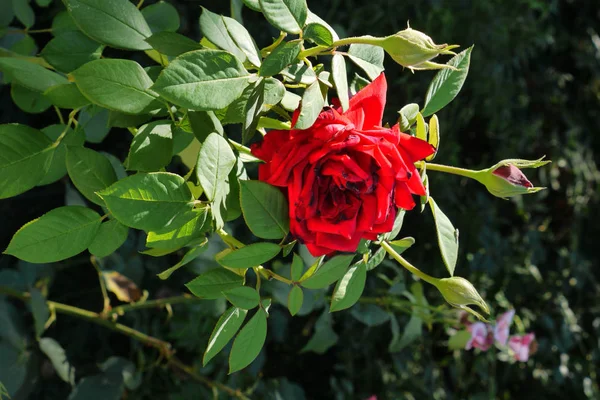 Una hermosa flor de rosa con pétalos rojos con un tallo verde con espinas puntiagudas será una adición y decoración para cualquier arreglo floral . —  Fotos de Stock