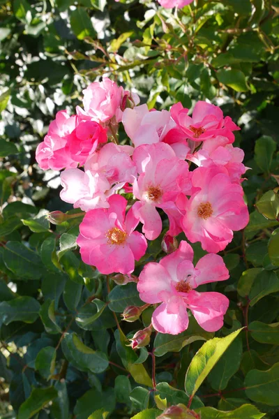 Rosa brilhante rosa rosa quadris abriu suas pétalas para raios de sol — Fotografia de Stock