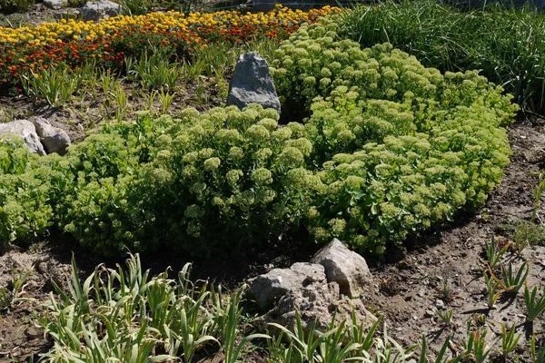 Un parterre de fleurs près des pierres est densément planté de déchets et de mûres jaunes — Photo