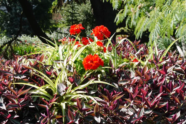 두꺼운 밝은 꽃잎을 가진 식물의 색된 잎 가운데 정원에서 성장 하는 꽃. 그것은 매우 친절 하 고 낭만적인 보인다. — 스톡 사진