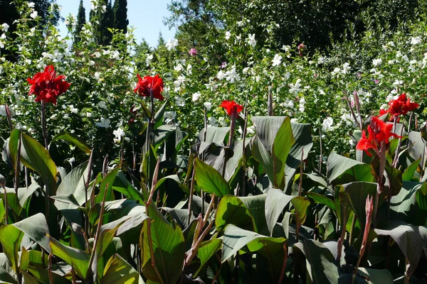 Πέταλα κόκκινο λουλούδι με ένα υψηλό πράσινο στέλεχος με φόντο ένα κρεβάτι λουλουδιών και έναν μπλε ουρανό — Φωτογραφία Αρχείου
