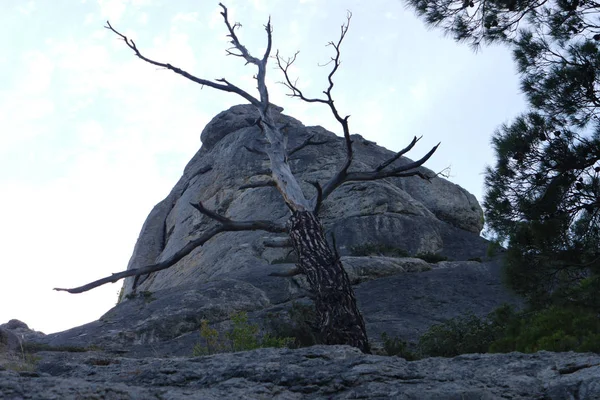 Старе сухе дерево з обпаленою корою на багажнику біля великих сірих каменів — стокове фото
