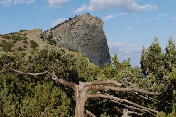 El tronco y las ramas de los árboles parecen ser de un cuento de hadas similar a las raíces sin hojas que crecen en una zona montañosa sobre el fondo de la cima de la roca . — Foto de Stock