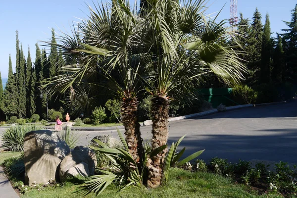 Hermosas palmeras bajas con hojas largas y estrechas que crecen sobre hierba verde en un parque con piedras cerca . — Foto de Stock