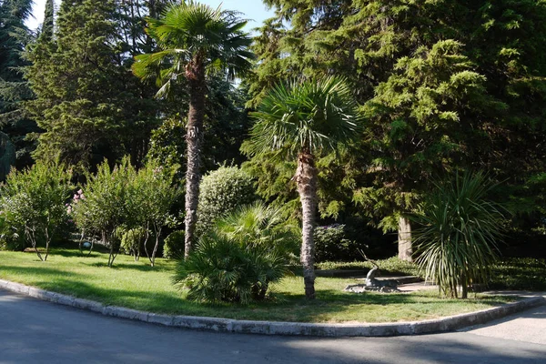 Palme verdi nel parco su un bel prato ben curato — Foto Stock