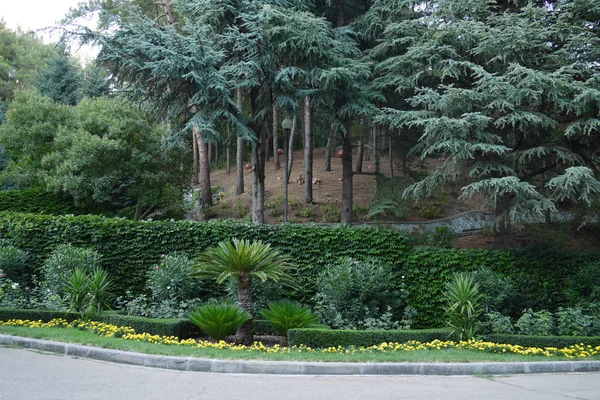 A área do parque com belos pinheiros verdes e plantas ornamentais em canteiros de flores perto do shopping — Fotografia de Stock