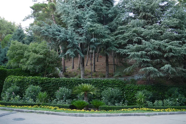 Bosque de coníferas con pinos de color verde oscuro, ya con un tinte azul en la pendiente —  Fotos de Stock