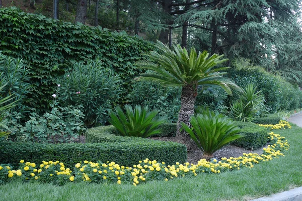 Macizo de flores con flores pequeñas amarillas sobre un fondo de hierba cuidadosamente recortada y plantas ornamentales —  Fotos de Stock