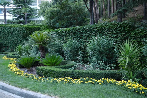 Amarillo pequeñas flores serpiente rizándose alrededor de arbustos ornamentales bajos y verde exuberante. Crecer en un parque al pie de una ladera forestal . —  Fotos de Stock