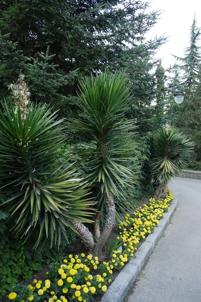 A flower bed with small yellow flowers and large green yuccas near a walking park lane — Stock Photo, Image