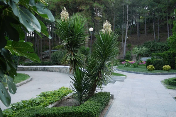 Cespugli di fiori alti con foglie sottili strette e candele bianche che crescono tra petali nel parco — Foto Stock